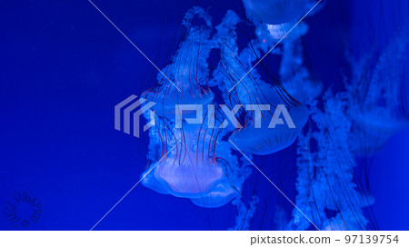 Into a dream... (aquarium, jellyfish) 97139754