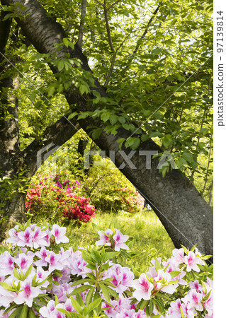 初夏森林花景 97139814