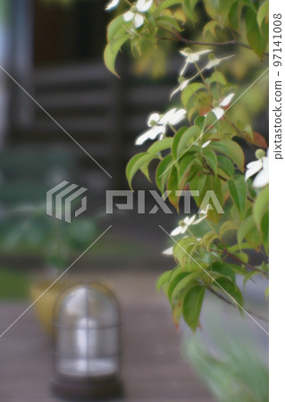 White dogwood and garden lamp 97141008