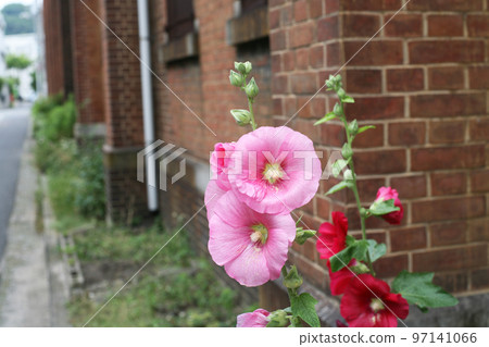 Brick building and hollyhocks 97141066