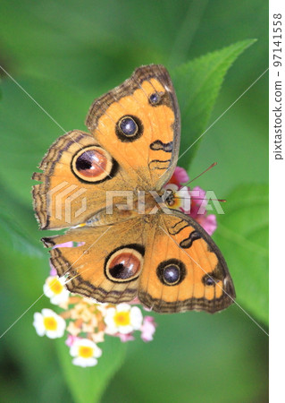 Tatehamodoki sucking nectar from flowers Tatehamodoki sucking nectar from flowers 97141558