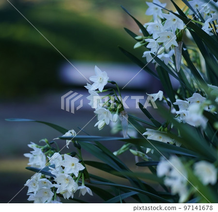 水仙花紙白色 97141678