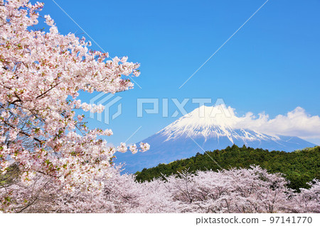 Spring blue sky and cherry blossom scenery, and Mt. Fuji 97141770