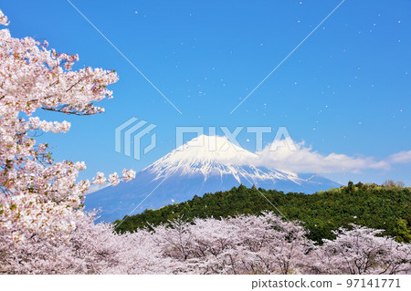 Spring blue sky, cherry blossom snowstorm and Mt. Fuji Spring blue sky, cherry blossom snowstorm and Mt. Fuji 97141771