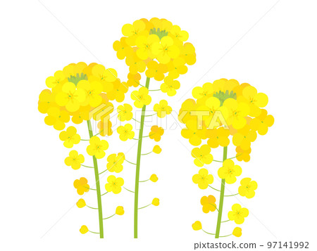 強姦開花 97141992