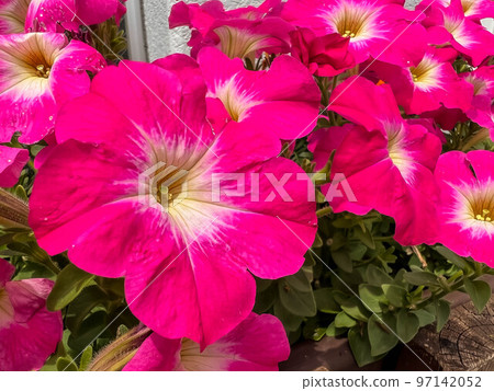 Early summer sunshine and colorful petunia flowers 97142052