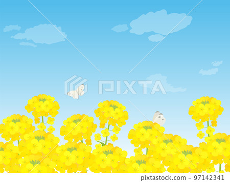 藍天春景和油菜花田 97142341