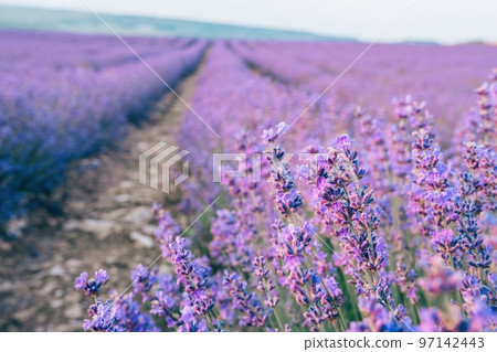 Close up Lavender flower blooming scented fields in endless rows on sunset. Selective focus on Bushes of lavender purple aromatic flowers at lavender fields Close up Lavender flower blooming scented fields in endless rows on sunset. Selective focus on Bushes of lavender purple aromatic flowers at lavender fields 97142443