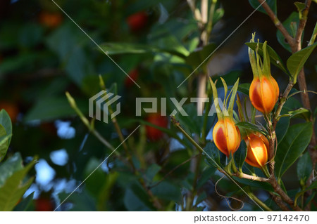Beauty of gardenia used for dyeing Beauty of gardenia used for dyeing 97142470