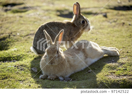 在奧野島的Usagi 在奧野島的Usagi 97142522