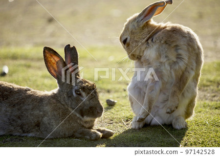 Usagi in Okunojima Usagi in Okunojima 97142528