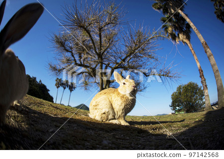 Usagi in Okunojima Usagi in Okunojima 97142568