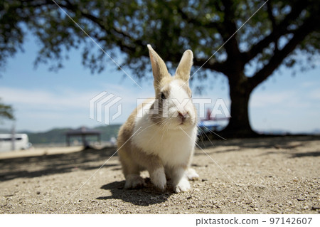 Usagi in Okunojima 97142607