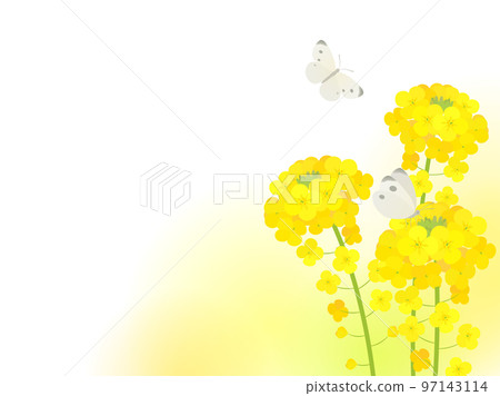 Image of rape blossoms and white butterflies _ illustration _ frame 97143114