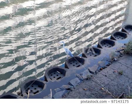 Gray heron Yokohama Katabiragawa 97143175