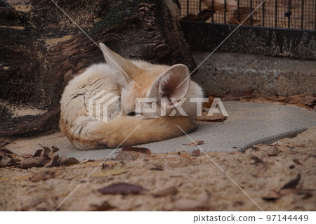 Sleeping fennec 97144449