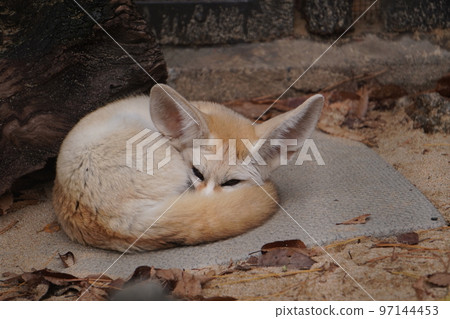 Sleeping fennec 97144453