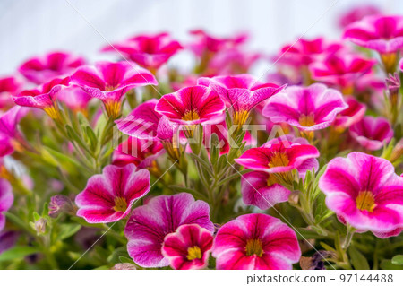 Early summer light and cute Calibrachoa 97144488