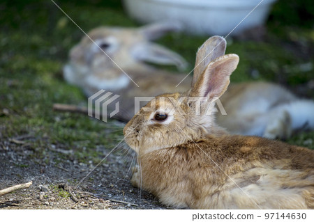 Usagi in Okunojima Usagi in Okunojima 97144630