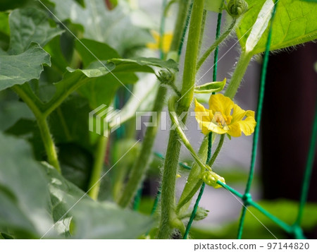 西瓜男性花 97144820