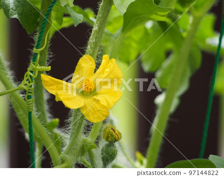 Male flower of watermelon 97144822
