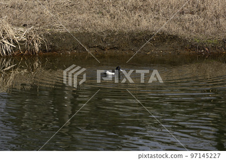 Kinkokojiro (golden blackfish) 97145227