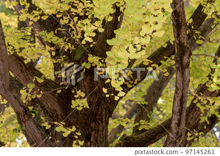 Autumn park 97145261