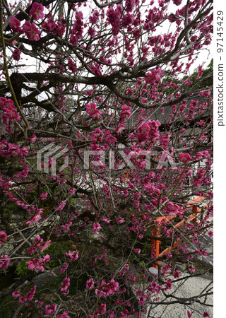 下鴨神社 (Kamomioya Shrine) 香輪梅花 下鴨神社 (Kamomioya Shrine) 香輪梅花 97145429