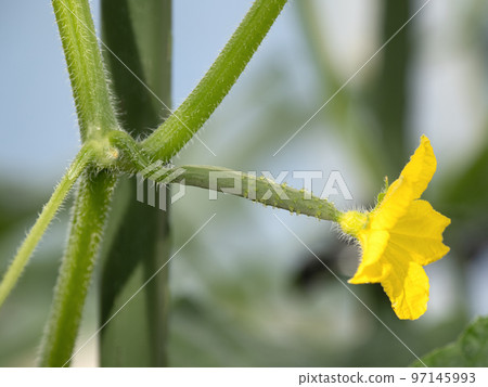 Cucumber Female Flower Cucumber Female Flower 97145993