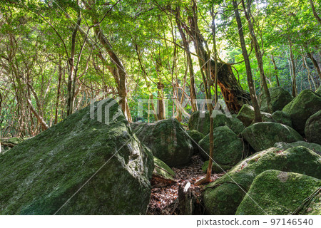 Sunlight filtering through the trees and huge rocks - Yakushima, a World Natural Heritage Site (Summer) 97146540