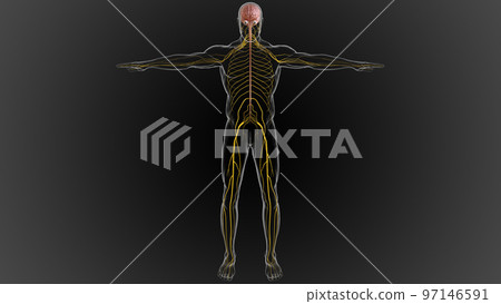 The central nervous system is made up of the brain and spinal cord 3D 97146591