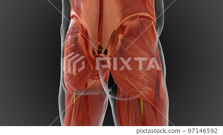 muscular system is an organ system responsible for providing strength 3D 97146592