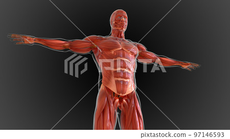 muscular system is an organ system responsible for providing strength 3D 97146593