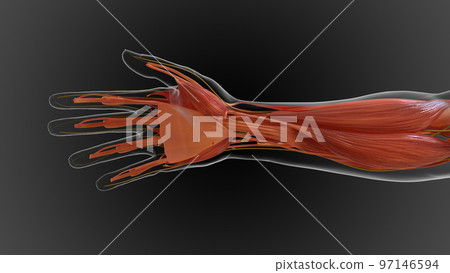 muscular system is an organ system responsible for providing strength 3D 97146594