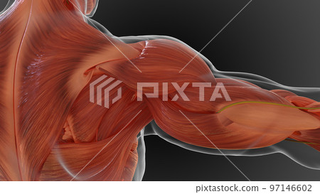 muscular system is an organ system responsible for providing strength 3D 97146602