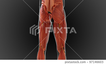 muscular system is an organ system responsible for providing strength 3D 97146603