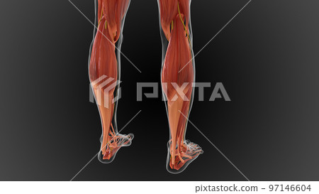 muscular system is an organ system responsible for providing strength 3D muscular system is an organ system responsible for providing strength 3D 97146604