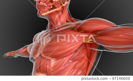 muscular system is an organ system responsible for providing strength 3D 97146609