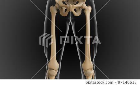 The bony skeleton is divided into 2 parts axial skeleton and appendicular skeleton 3D The bony skeleton is divided into 2 parts axial skeleton and appendicular skeleton 3D 97146615