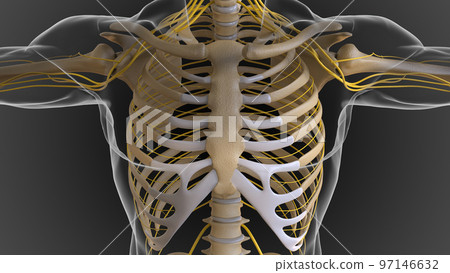 The bony skeleton is divided into 2 parts axial skeleton and appendicular skeleton 3D 97146632