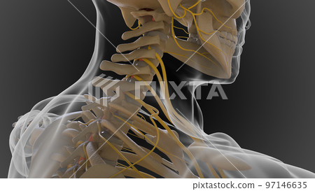 The bony skeleton is divided into 2 parts axial skeleton and appendicular skeleton 3D The bony skeleton is divided into 2 parts axial skeleton and appendicular skeleton 3D 97146635