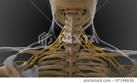 The bony skeleton is divided into 2 parts axial skeleton and appendicular skeleton 3D The bony skeleton is divided into 2 parts axial skeleton and appendicular skeleton 3D 97146636