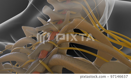The bony skeleton is divided into 2 parts axial skeleton and appendicular skeleton 3D The bony skeleton is divided into 2 parts axial skeleton and appendicular skeleton 3D 97146637