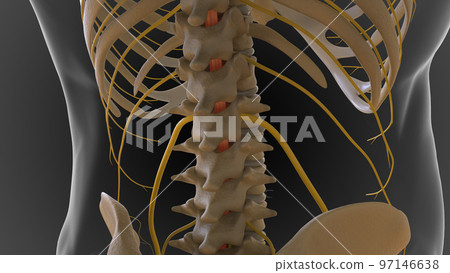 The bony skeleton is divided into 2 parts axial skeleton and appendicular skeleton 3D The bony skeleton is divided into 2 parts axial skeleton and appendicular skeleton 3D 97146638