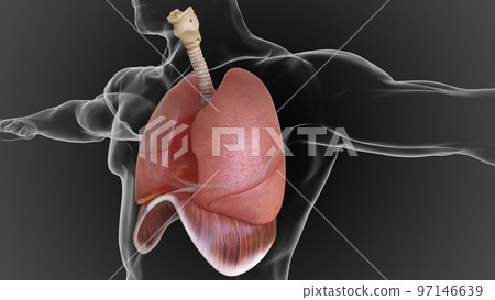 human lungs and respiratory system allow oxygen in the air to be taken into the body 3D human lungs and respiratory system allow oxygen in the air to be taken into the body 3D 97146639