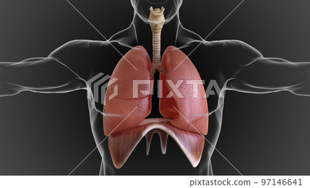 human lungs and respiratory system allow oxygen in the air to be taken into the body 3D human lungs and respiratory system allow oxygen in the air to be taken into the body 3D 97146641