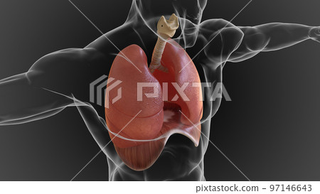 human lungs and respiratory system allow oxygen in the air to be taken into the body 3D human lungs and respiratory system allow oxygen in the air to be taken into the body 3D 97146643