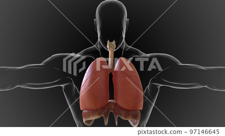 human lungs and respiratory system allow oxygen in the air to be taken into the body 3D 97146645