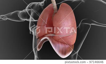 human lungs and respiratory system allow oxygen in the air to be taken into the body 3D 97146646