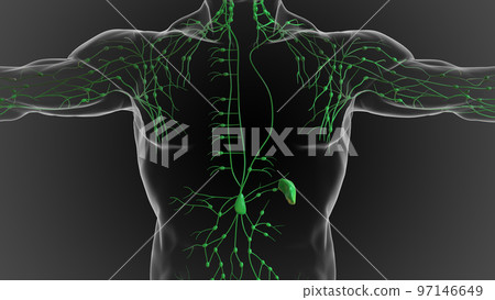 Lymphatic system is a network of delicate tubes throughout the body, It drains fluid 3D Lymphatic system is a network of delicate tubes throughout the body, It drains fluid 3D 97146649